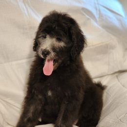 Goldendoodle Puppies from Country Pups Doodles