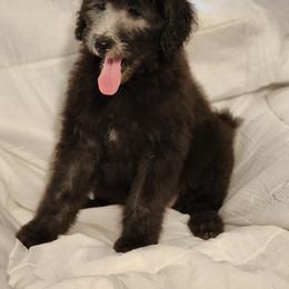 Goldendoodle Puppies from Country Pups Doodles