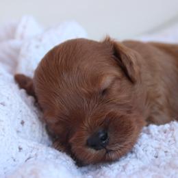 Benedict - Red  male Goldendoodle puppy in Goodyear, Arizona from GAMMIE’S DOODLES