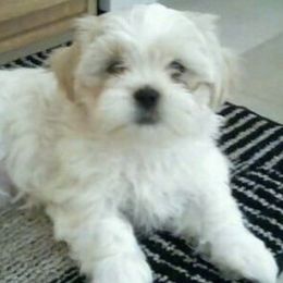 Powder - Shih Tzu