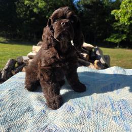 Razor - Brown male Cocker Spaniel puppy in Theodosia, Missouri from Show'NTail Cockers
