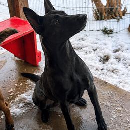 Belgian Malinois and xDutch Shepherd Puppies from Kaizen von Ruach Malinois