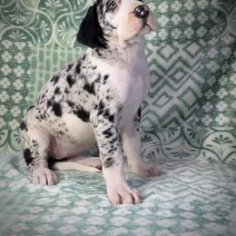 Great Dane Puppies from North Cedar Danes