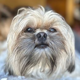Chewbacca - Shih Tzu puppy from Taos Ewok Tribe