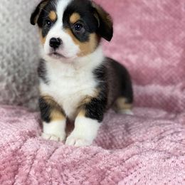 Pembroke Welsh Corgi Puppies from Wiggle B Ranch Corgis