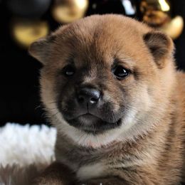 Andrina - Red Shiba Inu puppy in Indiana from Wind Dancer's Shibas