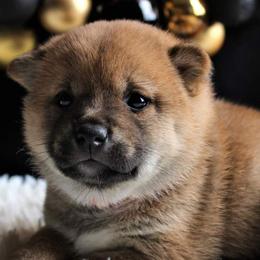 Andrina - Red Shiba Inu puppy in Indiana from Wind Dancer's Shibas