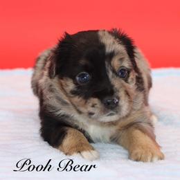 Pooh Bear - Blue merle male Miniature Australian Shepherd puppy in Weeki Wachee, Florida from Arlington's Mini Aussies