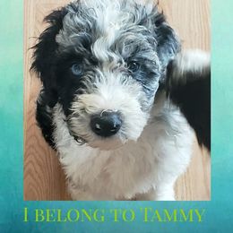 Aussiedoodle Puppies from Double-Doodle