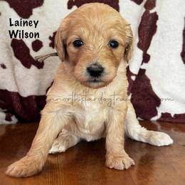 Lainey Wilson - Cream female Goldendoodle puppy in Lancaster, Minnesota from North Star Dog Training
