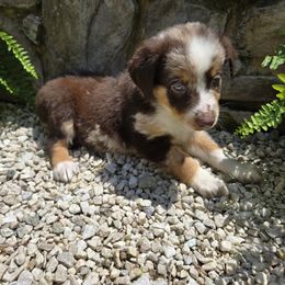 Jessie - Red merle female Australian Shepherd puppy in Peach Bottom, Pennsylvania from Arcadia Australian Shepherds
