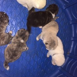 Japanese Akitainu Puppies from Miyo Ken