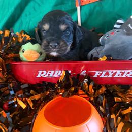 Gallagher - Black and tan male Cockapoo puppy in Holton, Indiana from MoonShine Babies / OZ