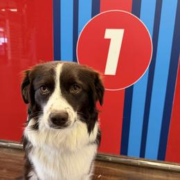 Poppy - Miniature Australian Shepherd