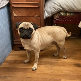 Pugs from Pitter, Patter Pugs