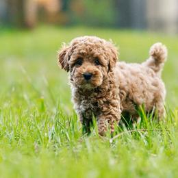 Mal-Shi puppies from Malshipoos