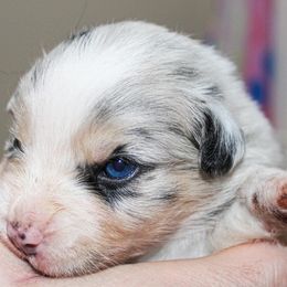 Miniature Australian Shepherd Puppies from Yarborough Kennels