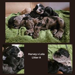 Cockapoo puppies from MoSa Ranch Cockapoos
