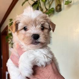 Remi's little boy - Parti male Yorkshire Terrier puppy in Hardeeville, South Carolina from Pups of the Lowcountry
