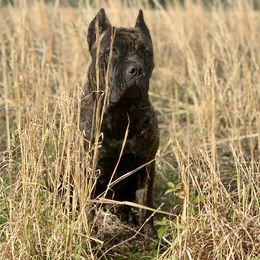 Jade - Cane Corso