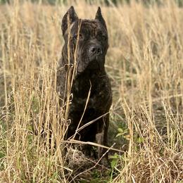 Jade - Cane Corso
