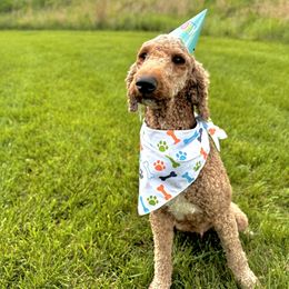 Poodles from Petersen Poodles