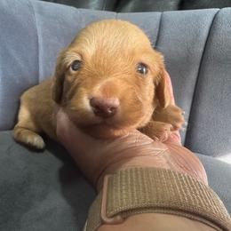 Gwen - Red female Dachshund puppy in Knoxville, Tennessee from East TN Dachshunds