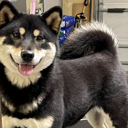 Lakota - Shiba Inu