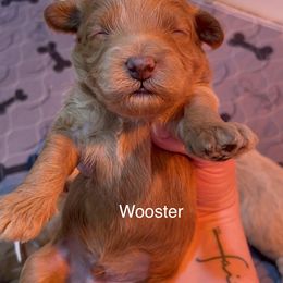 Assorted Doodle Crosses, Bernedoodle, Cockapoo, Labradoodle, and Sheepadoodle Puppies from Greenview Puppies