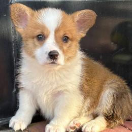 Tan Boy 4 - Red male Pembroke Welsh Corgi puppy in Bay Area, California from MJ's Corgis