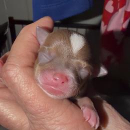 Arthur - Chocolate and tan male Chihuahua puppy in Seneca, Missouri from Stephanie’s Puppy Colony