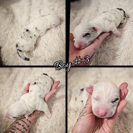 Boy 3 - Blue merle and white male Cardigan Welsh Corgi puppy in Natchitoches. La, Louisiana from Bleu Bayou Corgis