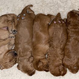 Goldendoodle Puppies from Ming’s Dynasty Doodles