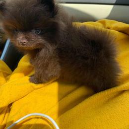 Pomeranian and Yorkshire Terrier Puppies from Melrey's paws