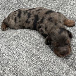 Girl 4 - Dapple female Dachshund puppy in Chicago, Illinois from RGZ Doxies