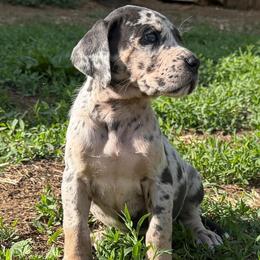 Ellie - Merle Brindlepoint - Merle female Great Dane puppy in Morton, Illinois from That Gurl K9s