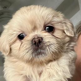 Lila - Cream and white female Shih Tzu puppy in Covington, Georgia from Top Hats 2  Shih Tzu’s