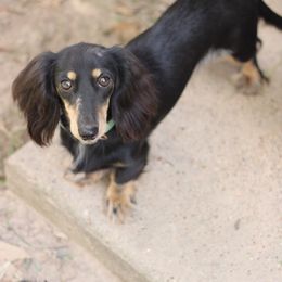 Bonnie - Dachshund