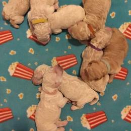 Poodle Puppies from Barbi's Standards
