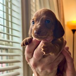 Lyla - Red female Dachshund puppy in Richmond, Kentucky from Cemcade Dachshunds