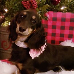 Maybelle - Dachshund