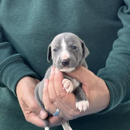 Boy 2 - Blue male Italian Greyhound puppy in Sugar Valley, Georgia from Pinnacle Farm and Kennel
