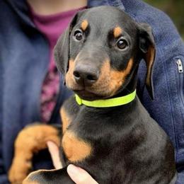 Black Boy 1 - Black and rust male Doberman Pinscher puppy in Houston, Texas from Tycho's Dobermans
