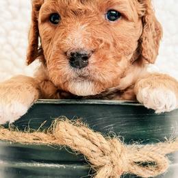 Goldendoodle Puppies from Table Rock Legacy Doodles