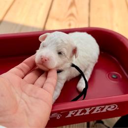 Cove - Parti male Poodle puppy in Dunn, North Carolina from Sandy Creek Kennels