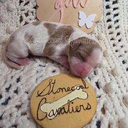 TBD Blenheim girl 1 - Blenheim female Cavalier King Charles Spaniel puppy in Kermit, West Virginia from Stonecoal Cavaliers