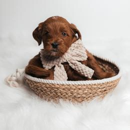 Olive - Red  male Goldendoodle puppy in New Lenox, Illinois from New Doods On The Block