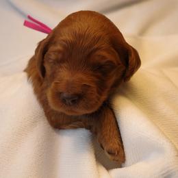 Cannoli (Pink collar) - Red  female Goldendoodle puppy in Seattle, Washington from Dream Lake Doodles