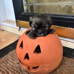 Dakota - Brindle female Lhasa Apso puppy in Albany, Georgia from Clark's Lhasas