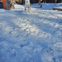 Siberian Husky Puppies from Naturez Siberians